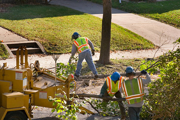 Best Fruit Tree Pruning  in Newton, IL